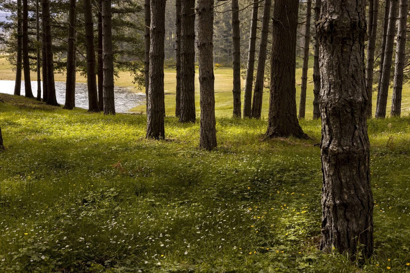 Un bosco della Sila sulle sponde di un lago